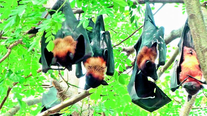 Bats hang from a tree in Kadapa district.
