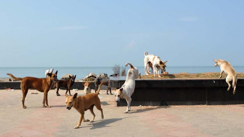 Stray dogs roam free at Kozhikode beach. (file pic)