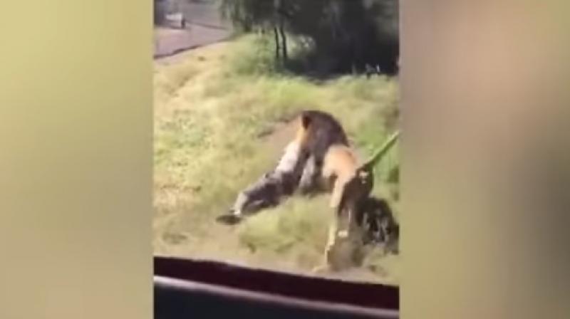 Terrifying moment lion savagely attacks elderly man in an enclosure and drags him across the floor, (Youtube Screengrab/  Daniel Kalemasi)
