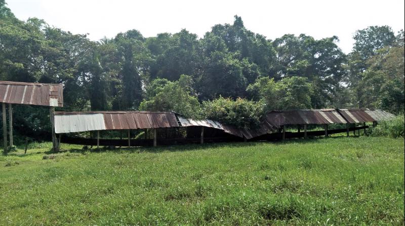 Nadubhagom Chundan at Nadubhagom panchayath office. (Photo: DC)