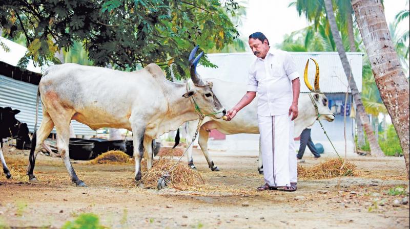 The  minister tends to cattle and walks with his dogs in his native Gobichettipalayam from where he has won seven times out of eight as MLA. (Photo: Sivaperumal)