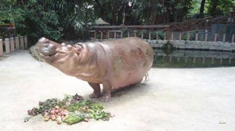 Bertha the hippo at the Manila zoo. (Photo: Friends of Manila Zoo Facebook)