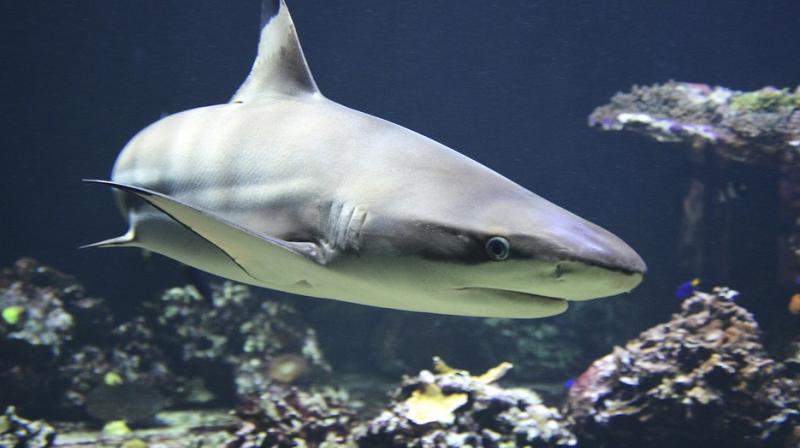 The \Pucapampella Shark\ was unearthed at Imarrucos. (Photo: Pixabay)