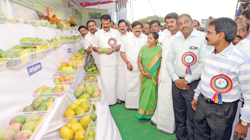 Minister Balakrishna Reddy and others at the mango exhibition in Krishnagiri on Monday. (Photo: DC)