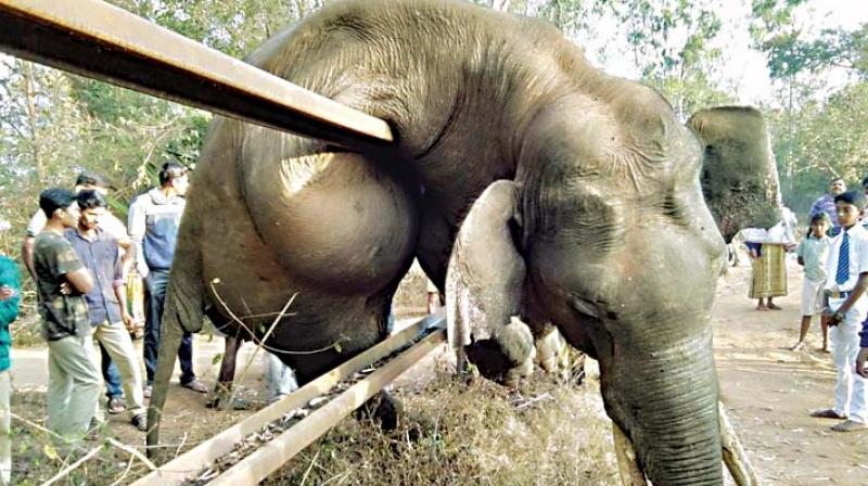 Carcass of a tusker hanging on rail fence in Nagarahole National Park on Saturday (Photo: DC)