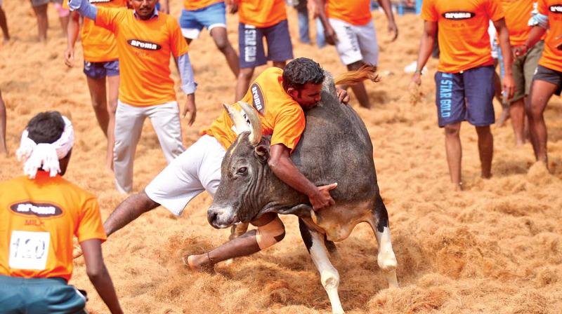 Bull tamers in action at the jallikattu held at Chettipalayam in Coimbatore on Sunday.  (Photo:DC)