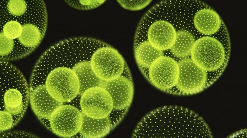 Scientists are developing lithium-ion batteries for electric vehicles by using anodes made from the fossilised remains of algae.