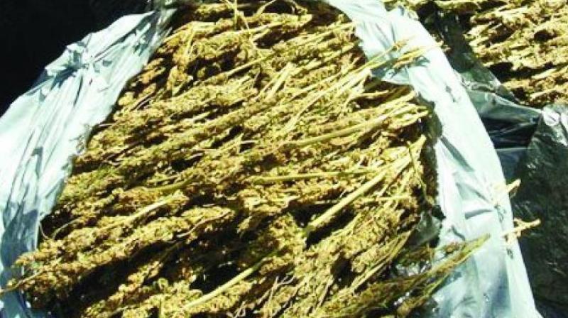 Despite claims by the police and excise officials, illegal ganja trade in Vizag district continues unabated.