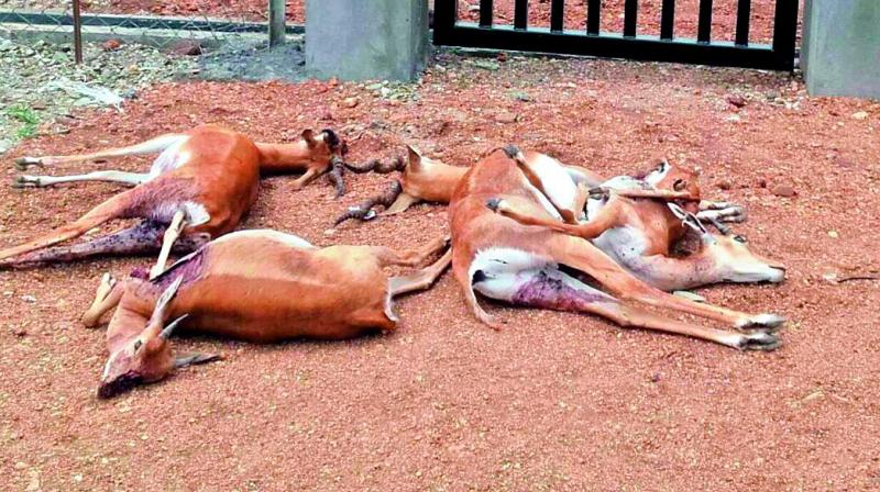 Black bucks lie dead after attack by dogs in Putlur mandal of Anantapur district on Thursday. (Photo: DC)