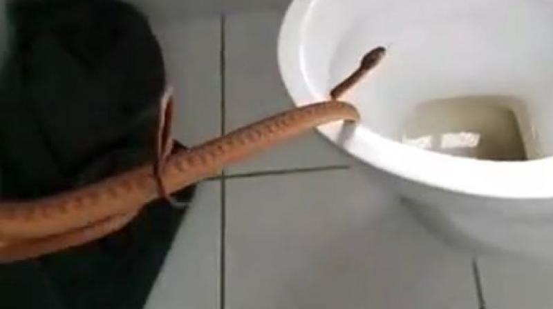 The serpent was identified as a brown tree snake (Photo: Facebook)