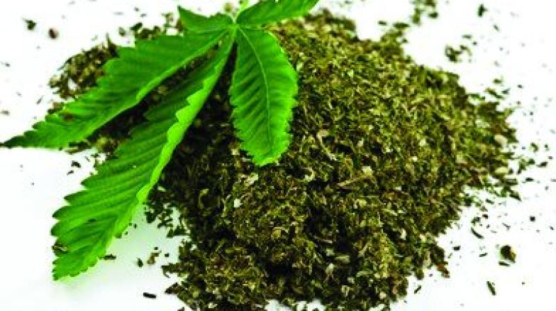 According to a rough estimate of the Excise Department, ganja is cultivated  on about  10,000 acres of land in Vizag Agency.