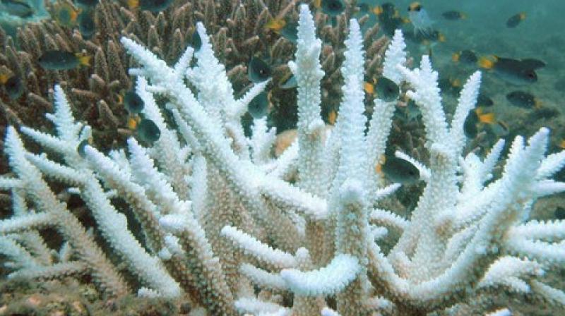 A new research shows that surface measurements alone may not accurately predict the full extent of thermal stress on deeper corals. (Photo: ANI)