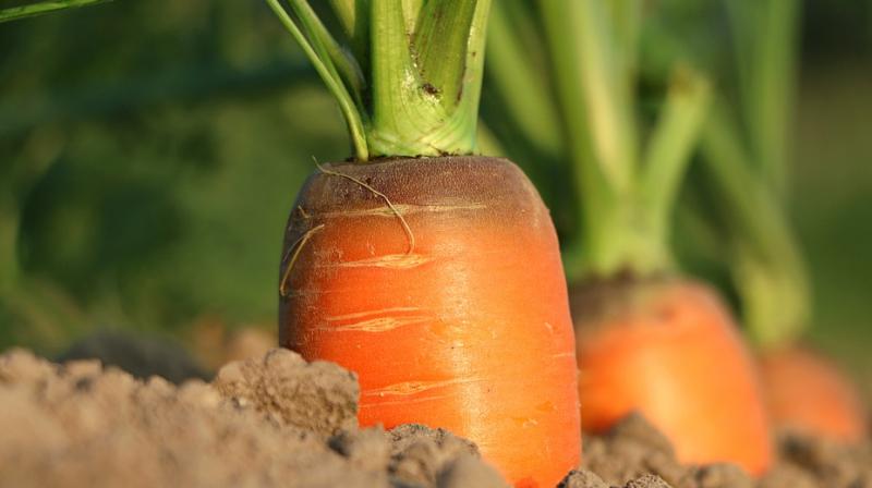 The carrot particles are provided by CelluComp, a Scottish-based company who work on the development of sustainable materials. (Photo: Pixabay)