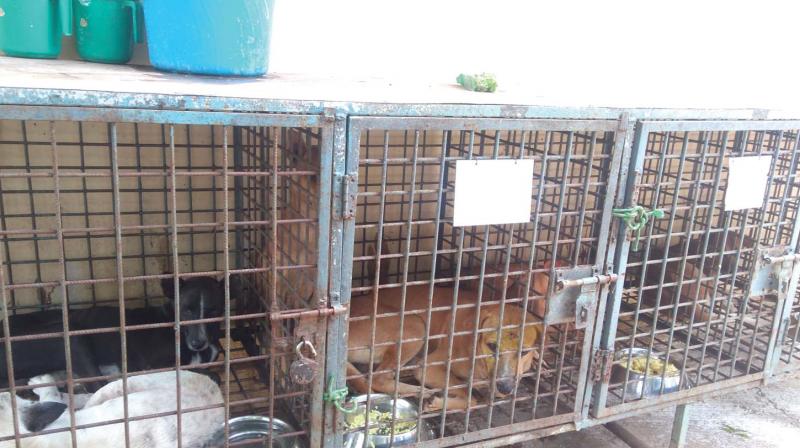 Few dogs at the in-patient block of Petta Veterinary Hospital.