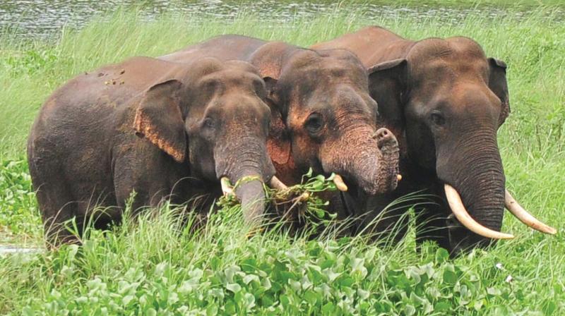 The tuskers which receded from Malampuzha forests on Monday seen near Kuthampully at Gayathripuzha, a branch of Bharathapuzha on Tuesday. (Photo: ANUP K. VENU)