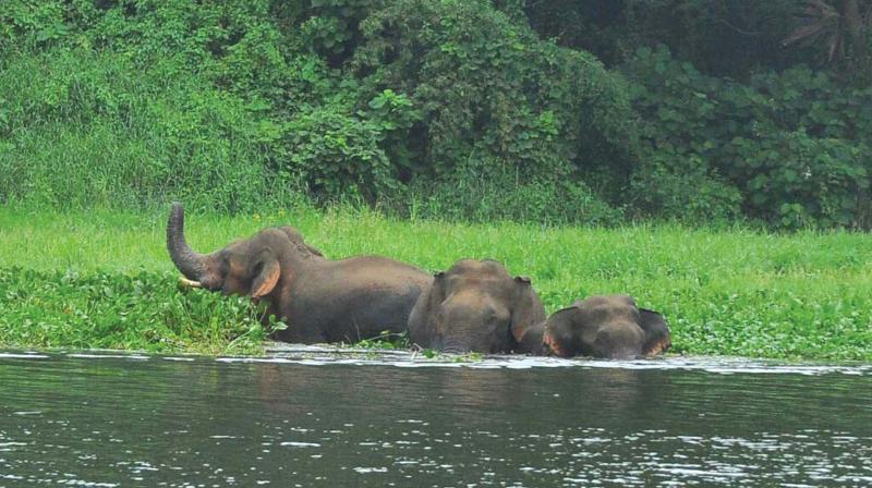 The three tuskers bathing at Bharathapuzha river near Kalikavu in Palakkad on Thursday. 	(Photo: DC)