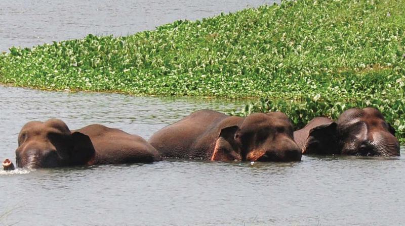 The three tuskers which receded from Malampuzha forests on Monday seen near Kuthampully at Gayathripuzha, a branch of Bharathapuzha on Tuesday morning. 	DC FILE