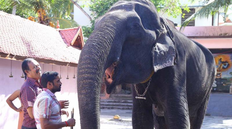 Dakshayani, the oldest elephant owned by Travancore devaswom board is being given medicated food on World Elephant Day in Thiruvananthapuram on Friday.  (Photo: Peethambaran Payyeri)