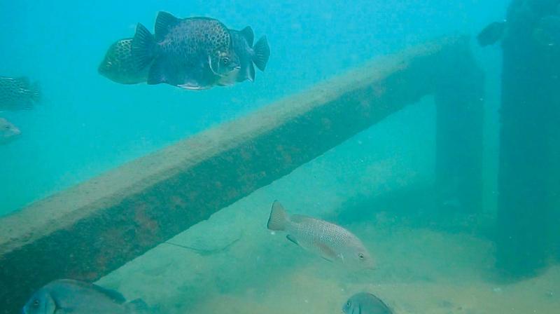 An underwater portion of pillar that broke off rests on sea bed under Valiyathura pier.