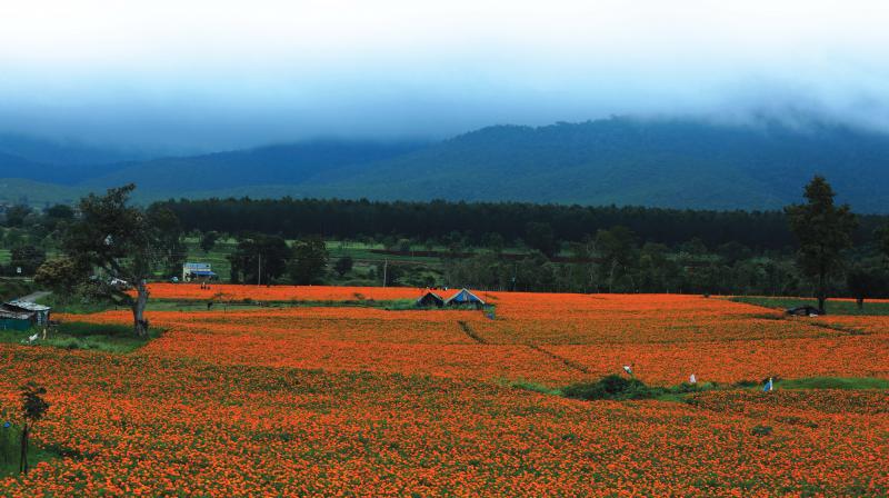 Marigold in full bloom at Gundlupet where it is cultivated on a large scale.