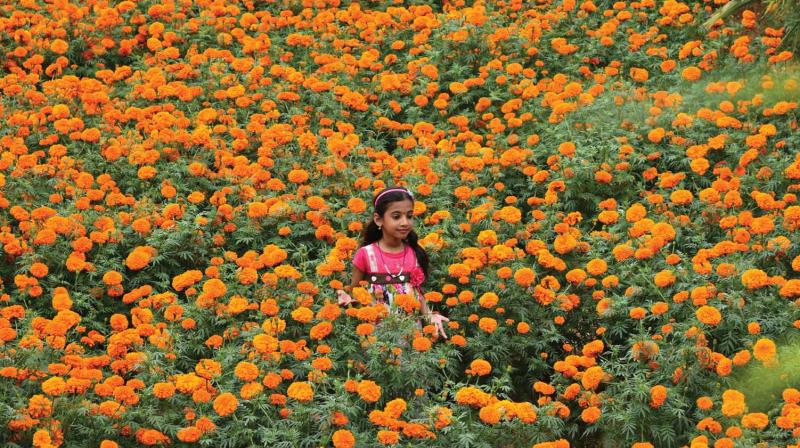 A child stands amidst the marigold flower yard in Walayar.	BY special arrangement