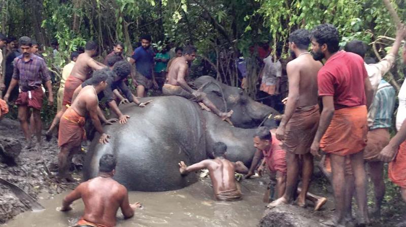 Operation in full swing to rescue the 45-year-old tusker in Alappuzha on Tuesday. 	BY ARRANGEMENT