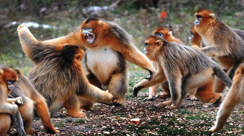 As per certain theories, the monkeys were coming through interstate trucks that enter the city from areas such as Thenmala area.