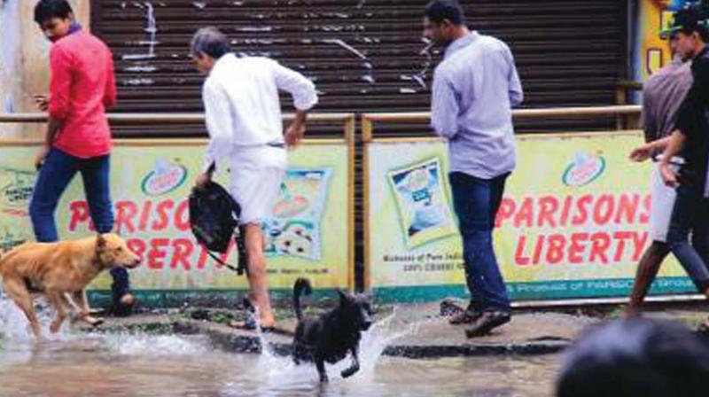 People evade stray dogs in city. (file pic)