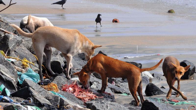 Corporation is planning to make City poultry waste free with the establishment of Rendering Plant. A scene from Kozhikode Beach where dogs are having chicken waste dumped by meat stall owners.