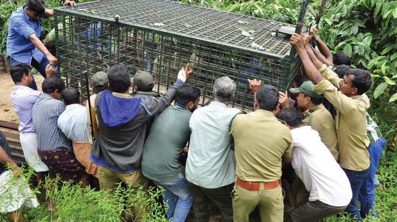 Forest staff along with local residents set up a cage to trap the roaming  tiger in a farm near Nambiarkunnu in Sulthan Bathery on Friday. (Photo:  DC)