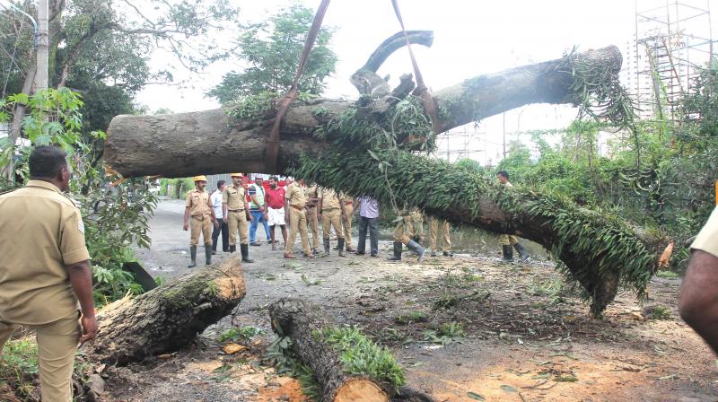 Fire and safety personnel remove the tree that fell across the busy Vyttila-Pettah road on Monday. (Photo: DC)