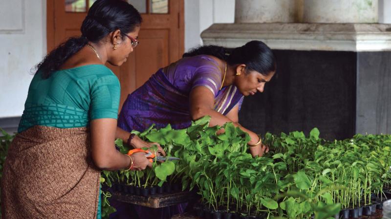 Members of Save Green Agriculturists Welfare Cooperative Society tend to growbags during the Adukkalathottam fair held at Town Hall, in city on Friday.	(Photo: DC)