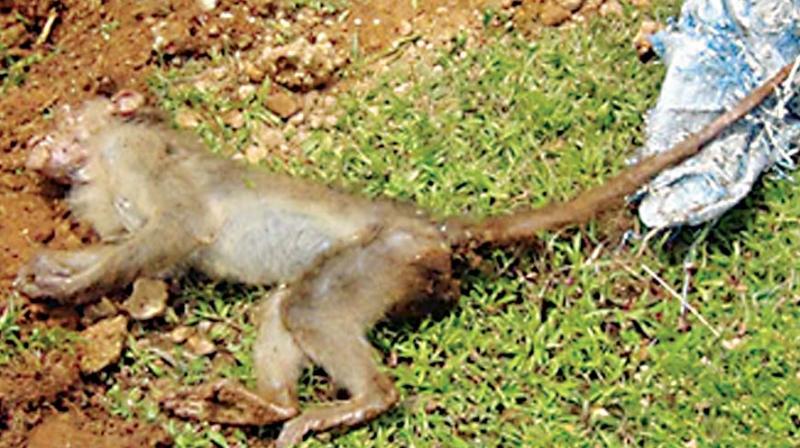 Of the 112 monkeys that have died in Sagar taluk,  20 have been found to be carriers of the virus