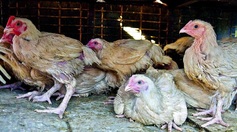 Locked up in smelly hell-holes with fear writ large on their face, the chicken await to be cut up for sale at the Eagle centre, Clock Tower, Secunderabad. 	(Image: DC)