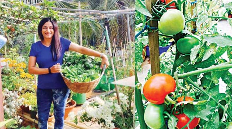 (Left) Anu Ganapathy at her terrace garden and (right) a tomato plant from her garden
