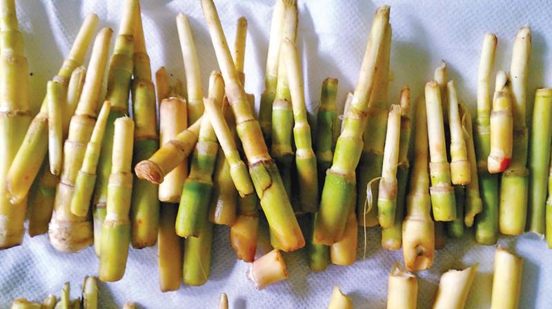 View of edible tender Bamboo shoots, popularly known as \Ottakudi\ in Badaga language in Nilgiris. (Photo: DC)