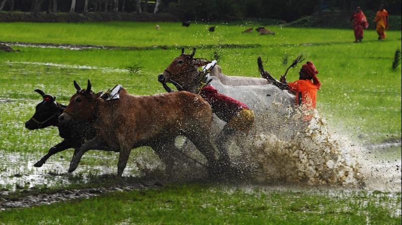 Villagers compete in bull race at a paddy field during monsoon festival in Bengal