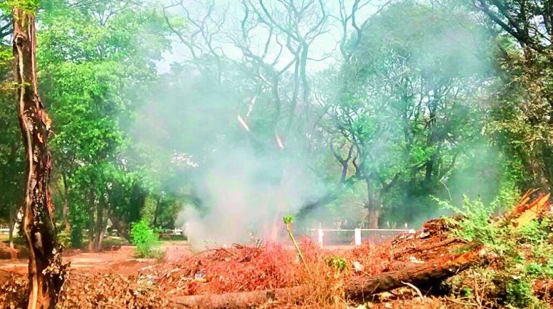 Setting fire to garbage in public spaces causes environmental problems as the fire damages other trees, small saplings and shrubs. Burning of plastic and other materials mixed in the waste adds to air pollution and is a health hazard. Carcinogens and poisonous gases are released into the air.