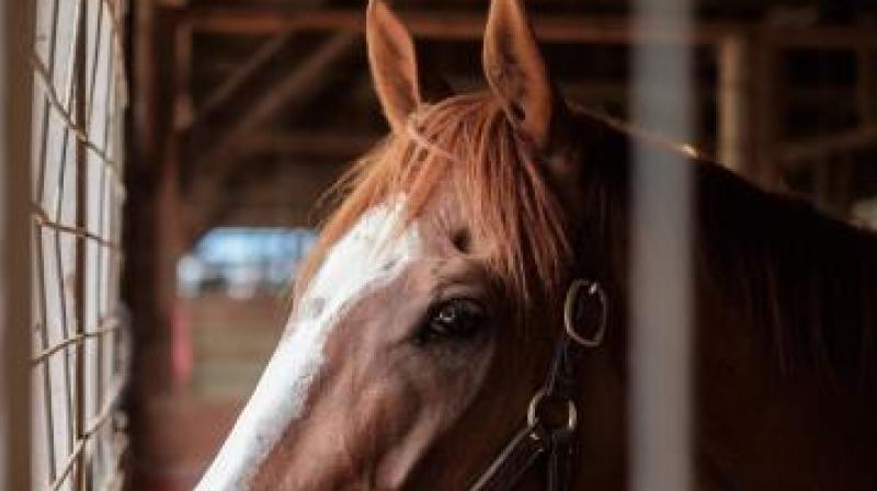 Ten horses to be placed at Warangal are currently undergoing training at Gosha Mahal. (Representational image)