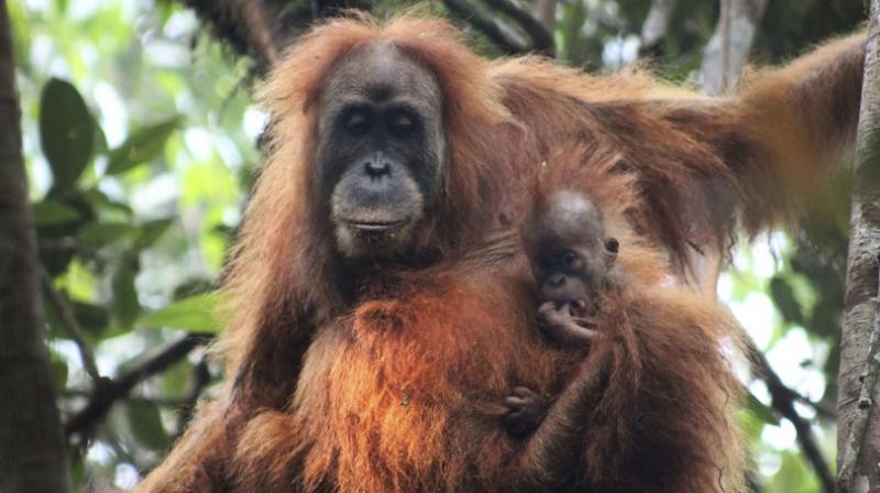 A study says there are no more than 800 of the primates, which researchers named Pongo tapanuliensis, making it the most endangered great ape species. (Photo credit: AP)