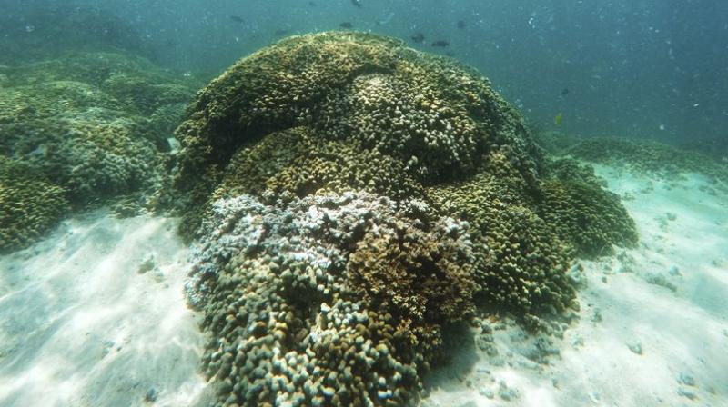 Coral can recover if the water cools. But they die if high temperatures persist. (Photo credit: AP)