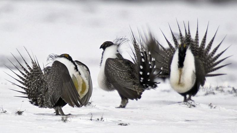 In this photo, Male greater sage grouse perform mating rituals for a female grouse, not pictured, on a lake outside Walden, Colo. (Photo: AP)
