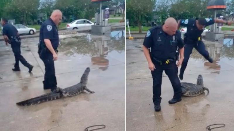 Frightened officer lets out hilarious scream because hes afraid of an alligator whose mouth was taped shut. (Photo: Facebook / Jefferson Parish Sheriffs Office)