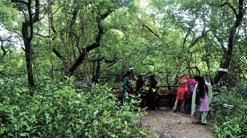 Current understanding of the forest wing on mangroves depends on quarter-century old article that appeared in the journal Indian Forester in 1992