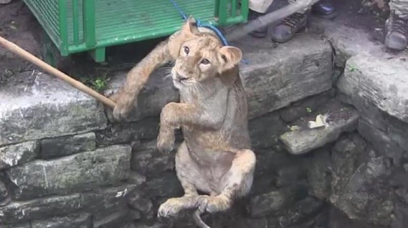 She will soon be released in the wild (Photo: YouTube)