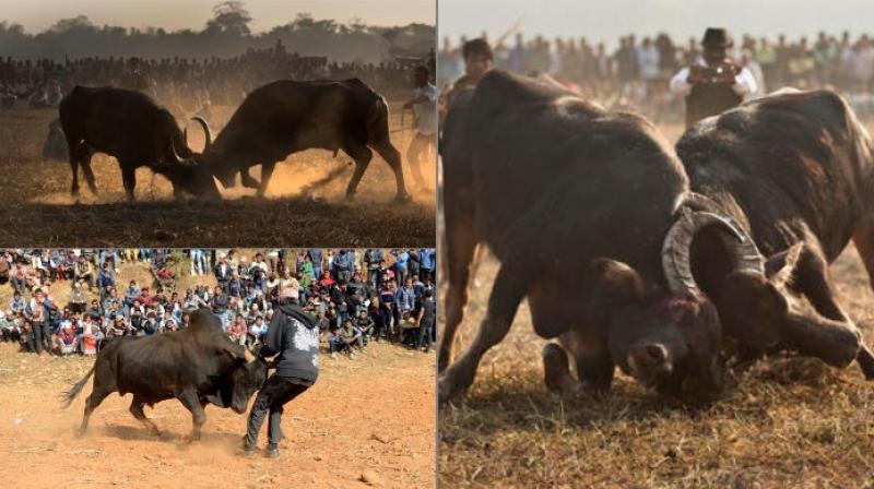 Buffalo fights mark harvest festivals in Assam and Nepal