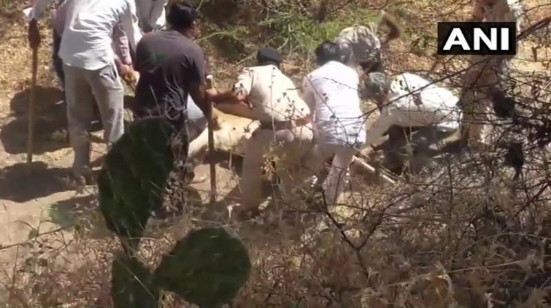 An official from the Gir forest department revealed that 11 lion deaths were reported between September 11 and September 19, while 10 more big cats died in the next 10 days which means one death daily. (Photo: ANI/Twitter)
