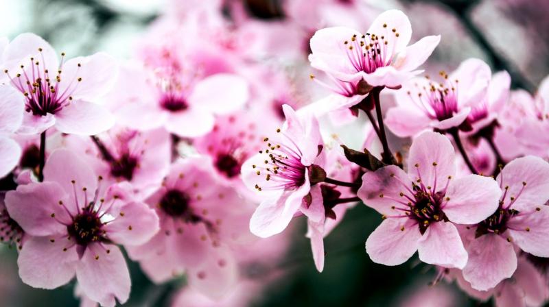 Itâ€™s time for cherry blossoms! | Itâ€™s time for cherry blossoms!