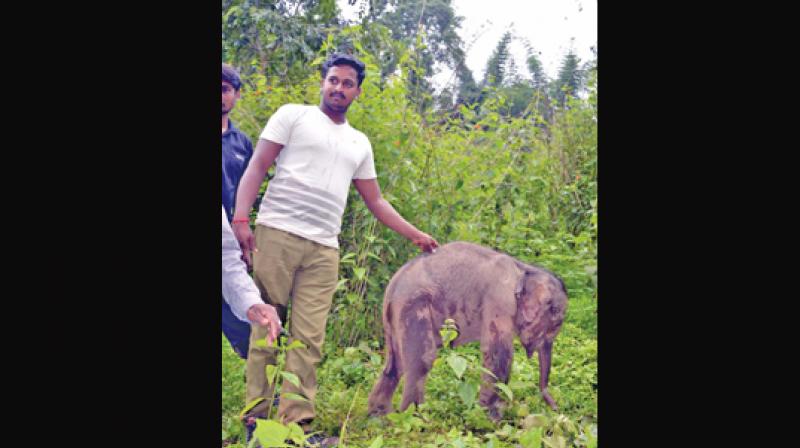 Foresters at Gudalur trying  to unite the two months old abandoned jumbo calf with its mother/herd (Photo: DC)