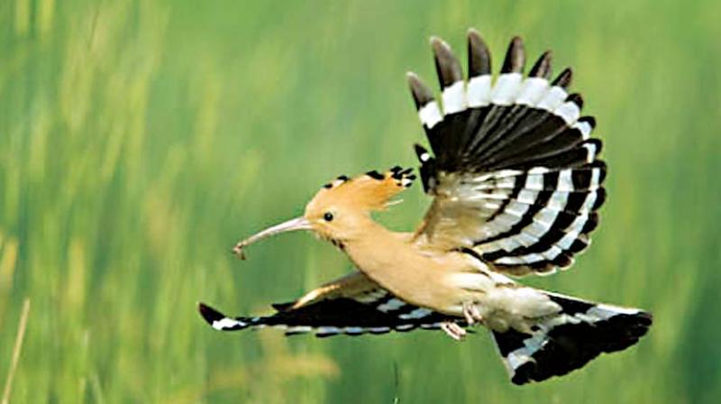A Hoopoe bird in flight